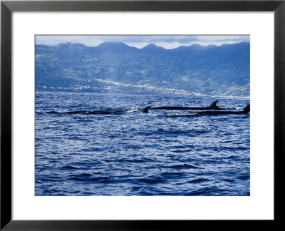 Sei Whale, Group At Surface, Azores, Portugal by Gerard Soury Pricing Limited Edition Print image