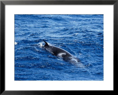 Minke Whale, Breathing, Queensland by Gerard Soury Pricing Limited Edition Print image