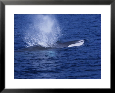 Fin Whale, Breathing, France by Gerard Soury Pricing Limited Edition Print image