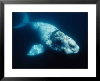 Southern Right Whale, Juvenile, Valdes Peninsula by Gerard Soury Pricing Limited Edition Print image