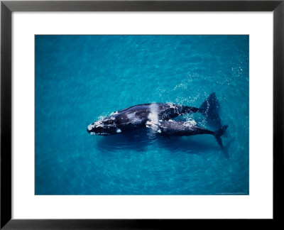 Southern Right Whale, Mother And Calf, Valdes Penins by Gerard Soury Pricing Limited Edition Print image