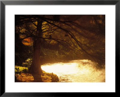 Tree By Edge Of River by Silvestre Machado Pricing Limited Edition Print image