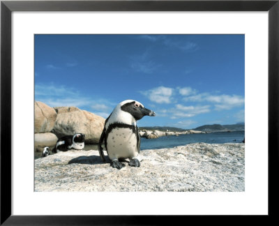 Penguins, Cape Town, South Africa by Jacob Halaska Pricing Limited Edition Print image