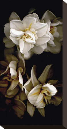 White Flowers Delight I by Richard Sutton Pricing Limited Edition Print image