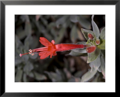 Zauschneria Californica, Usa by Bob Gibbons Pricing Limited Edition Print image