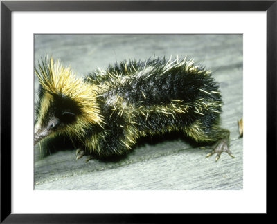 Yellow Streaked Tenrec, Madagascar by David Haring Pricing Limited Edition Print image