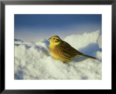 Yellowhammer, Emberiza Citrinella Male Perched In Snow Str Athspey, Scotland by Mark Hamblin Pricing Limited Edition Print image