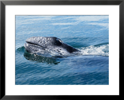 Grey Whale, Porpoising, Mexico by Gerard Soury Pricing Limited Edition Print image