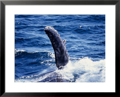 Humpback Whale, Pectoral Fin, Sea Of Cortez by Gerard Soury Pricing Limited Edition Print image