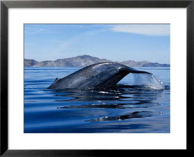 Blue Whale, Raising Fluke, Sea Of Cortez by Gerard Soury Pricing Limited Edition Print image