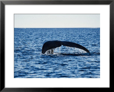 Bowhead Whale, About To Dive, Nunavut, Canada by Gerard Soury Pricing Limited Edition Print image