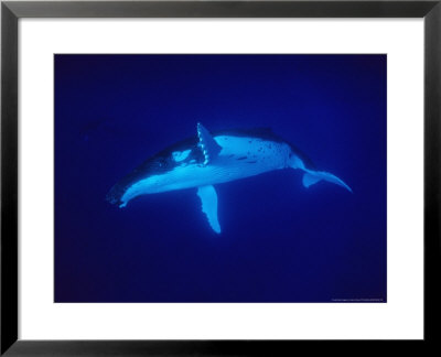 Humpback Whale, Underwater, Polynesia by Gerard Soury Pricing Limited Edition Print image