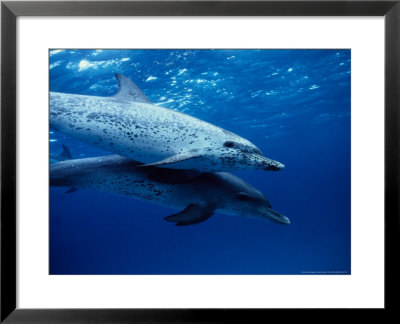 Atlantic Spotted Dolphins, Swimming, Bahamas by Gerard Soury Pricing Limited Edition Print image