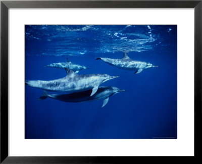 Long-Snouted Spinner Dolphin, Under Surface, Brazil by Gerard Soury Pricing Limited Edition Print image