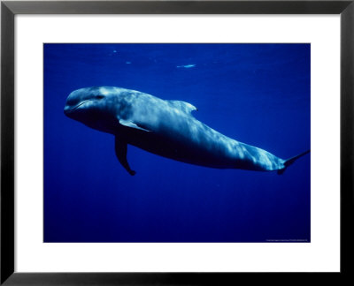 Short-Finned Pilot Whales, Tenerife by Gerard Soury Pricing Limited Edition Print image