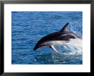 Dusky Dolphin, Leaping, New Zealand by Gerard Soury Pricing Limited Edition Print image