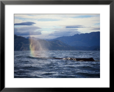 Sperm Whale, Breathing, New Zealand by Gerard Soury Pricing Limited Edition Print image