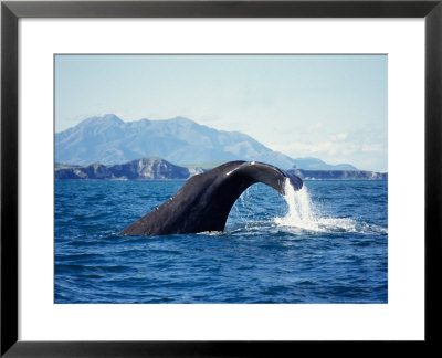 Sperm Whale, Raising Flukes, New Zealand by Gerard Soury Pricing Limited Edition Print image