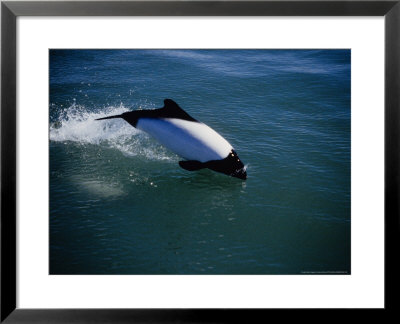 Commersons Dolphin, Porpoising, Argentina by Gerard Soury Pricing Limited Edition Print image