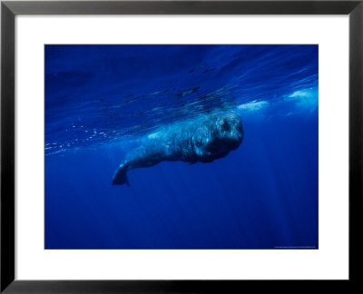 Sperm Whale, Juvenile, Portugal by Gerard Soury Pricing Limited Edition Print image
