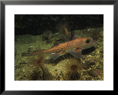 Rat Fish, Swimming, Bc, Canada by Gerard Soury Pricing Limited Edition Print image