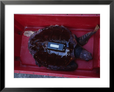 Loggerhead Turtle, Tagging, Portugal by Gerard Soury Pricing Limited Edition Print image