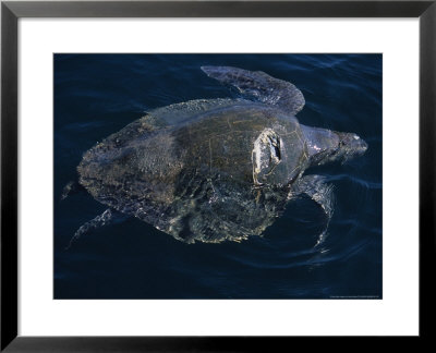 Black Turtle, Injured By Boat, Mexico by Gerard Soury Pricing Limited Edition Print image