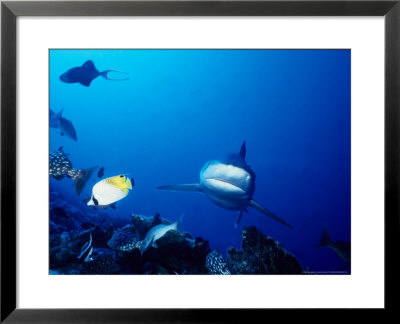 Silvertip Shark, Swimming, Polynesia by Gerard Soury Pricing Limited Edition Print image