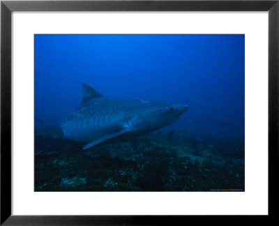 Tiger Shark, Swimming, South Africa by Gerard Soury Pricing Limited Edition Print image