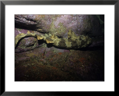 Banded Wobbegong On Sea Floor by Gerard Soury Pricing Limited Edition Print image