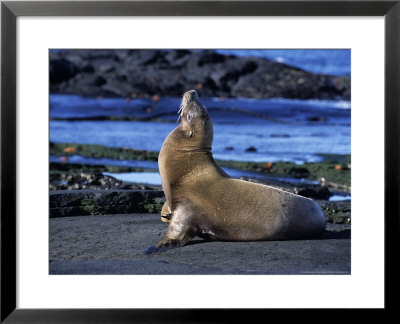 Californian Sea Lion, Adult, Pacific by Gerard Soury Pricing Limited Edition Print image
