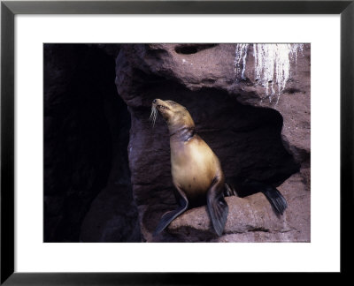 Californian Sea Lion, Injured Female, Baja California by Gerard Soury Pricing Limited Edition Print image