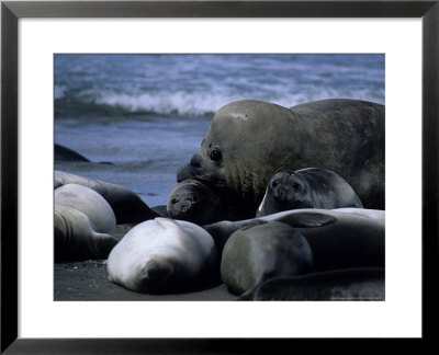 Southern Elephant Seal, Group, Argentina by Gerard Soury Pricing Limited Edition Print image