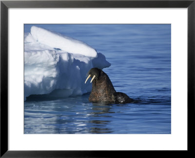 Walrus, Pair Near Ice Floe, Canada by Gerard Soury Pricing Limited Edition Print image