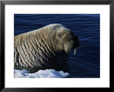 Walrus, Baffin Island, Canada by Gerard Soury Pricing Limited Edition Print image