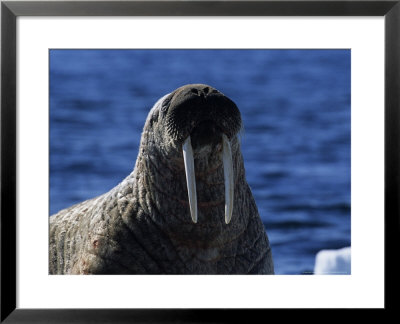 Walrus, Basking, Canada by Gerard Soury Pricing Limited Edition Print image