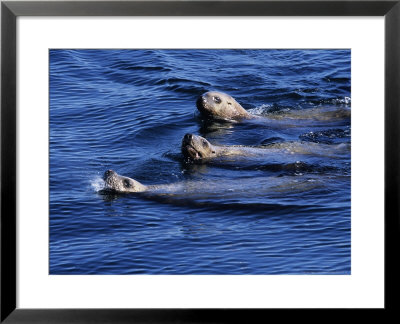 Steller Sea Lion, Three Swimming, Usa by Gerard Soury Pricing Limited Edition Print image