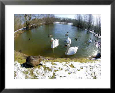 Coypu Or Nutria, Lakeside With Swans, France by Gerard Soury Pricing Limited Edition Print image
