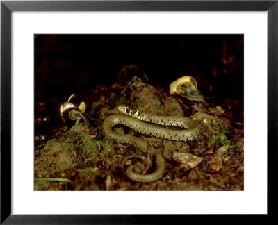 Grass Snake, Young, Uk by Les Stocker Pricing Limited Edition Print image