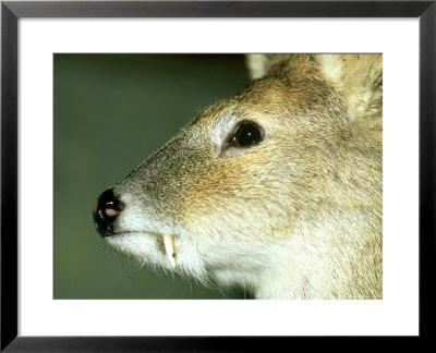 Chinese Water Deer, Buck, Uk by Les Stocker Pricing Limited Edition Print image