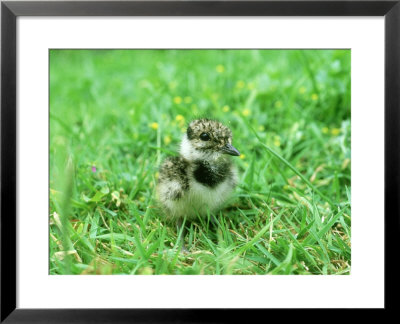 Lapwing, Young, England, Uk by Les Stocker Pricing Limited Edition Print image