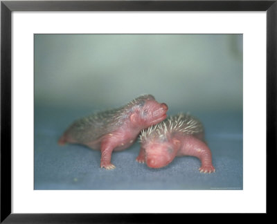 Hedgehog, Young, England, Uk by Les Stocker Pricing Limited Edition Print image