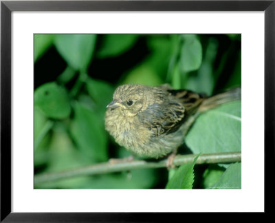 Cirl Bunting, Female, England, Uk by Les Stocker Pricing Limited Edition Print image