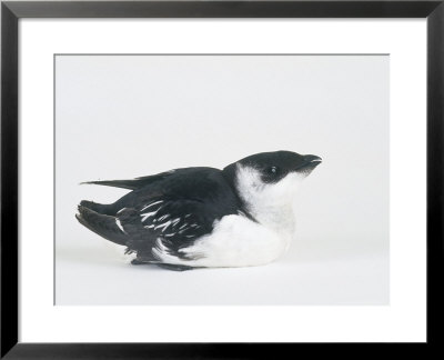 Little Auk, Alle Alle by Les Stocker Pricing Limited Edition Print image