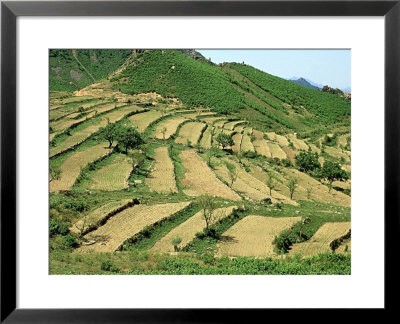Hillside Terracing, China by David Tipling Pricing Limited Edition Print image