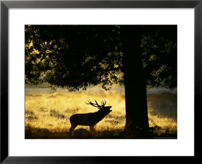 Red Deer, Stag Calling At Dawn, Uk by David Tipling Pricing Limited Edition Print image