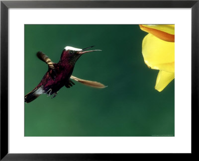 Snowcap, Costa Rica by Tom Ulrich Pricing Limited Edition Print image