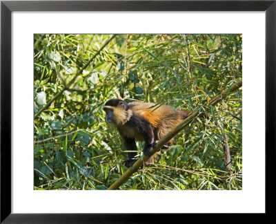 Golden Monkey, Parc National Des Volcans, Rwanda by Ariadne Van Zandbergen Pricing Limited Edition Print image