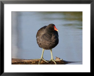 Common Moorhen Or Common Gallinule, Standing, Quebec, Canada by Robert Servranckx Pricing Limited Edition Print image