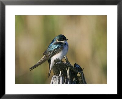 Tree Swallow, Ile Bizard, Canada by Robert Servranckx Pricing Limited Edition Print image